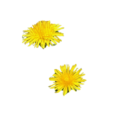 🌼 Priorities Workshop 2026